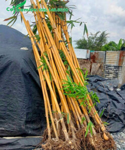 Hoàng Trúc mới bứng chuẩn bị trồng vào bầu đất