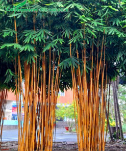 Trồng cây hoàng trúc Bali ở công viên