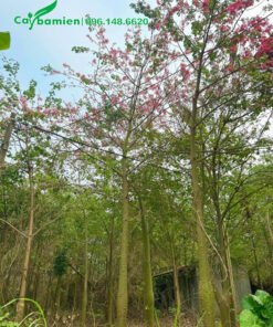 Hàng đánh thẳng, cao 5 - 6m, sẵn hoa đẹp