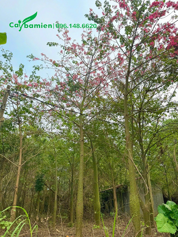 Hàng đánh thẳng, cao 5 - 6m, sẵn hoa đẹp