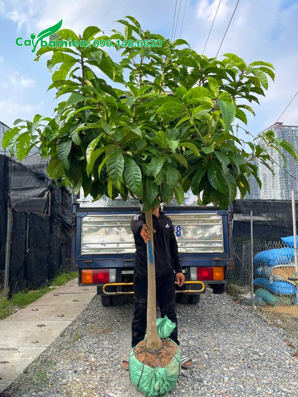 Cây nhỏ đường kính gốc 8cm, cao hơn 2m