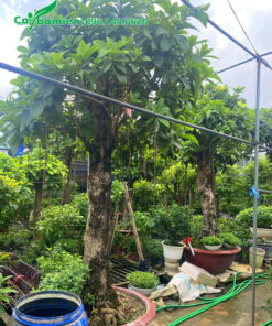 Lộc vừng hoa trắng cổ thụ cao hơn 2m, đã trồng vào chậu