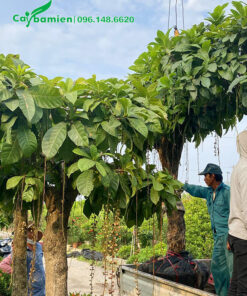 Cẩu cây hoa lộc vừng trắng lâu năm lên xe