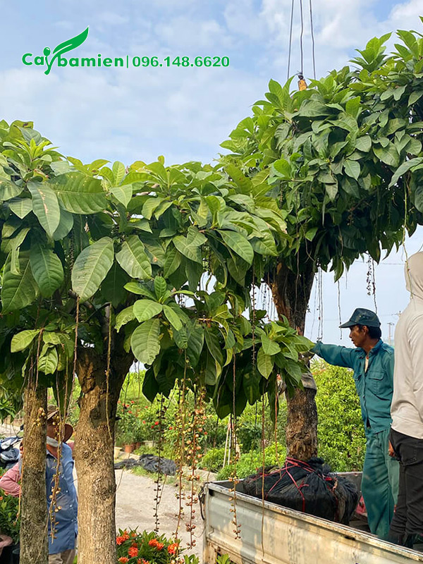 Cẩu cây hoa lộc vừng trắng lâu năm lên xe