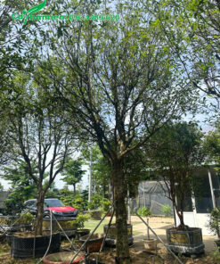 Cây mộc hương tàu dưỡng trong bầu nổi tại vườn ở Hà Nội