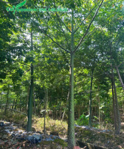 Nhà vườn với hàng nghìn cây Mỹ Nhân công trình cao 5 - 6m