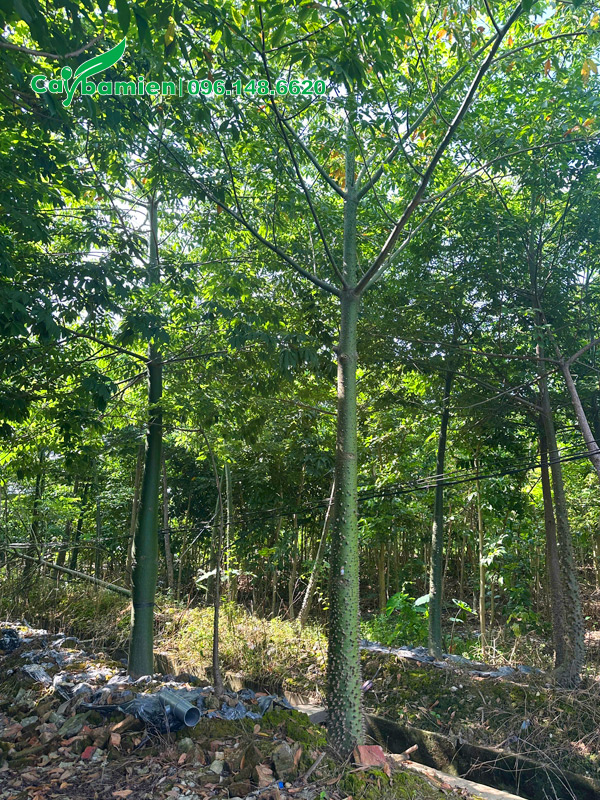 Nhà vườn với hàng nghìn cây Mỹ Nhân công trình cao 5 - 6m