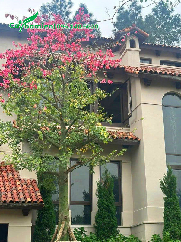 Cây trồng trước sân vườn biệt thự, đã sẵn hoa nở