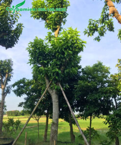 Cây hoa ngọc lan cổ thụ đường kính gốc 20cm