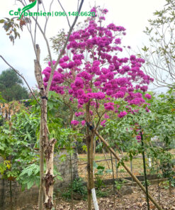 Cây phong lin tím siêu hoa