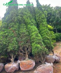 Bứng nóng hàng chục cây tùng tháp cao hơn 4m