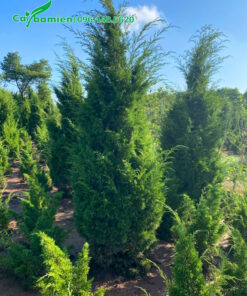 Cây Tùng Tháp đẹp, cao hơn 2m, đường kính tán 80cm