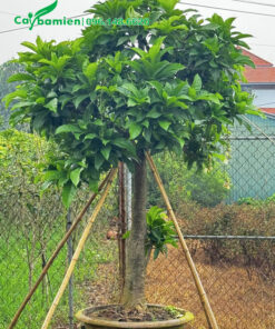 Cây có thân thẳng đẹp, đã trồng vào chậu