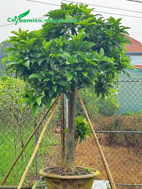 Cây có thân thẳng đẹp, đã trồng vào chậu