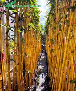 Cây giâm bằng thân, chiều cao khoảng 2m5