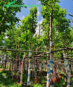 Cây cao 6m, đường kính gốc 15cm dã dâm ủ kỹ