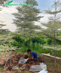 Tiến hành đào đất, bứng bầu bàng cẩm thạch công trình