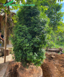 Bứng và quấn bầu cây Bách Xanh công trình