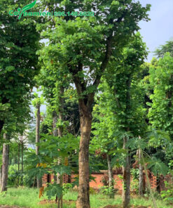 Cây lâu năm, đường kính gốc 30cm, đã dâm ủ