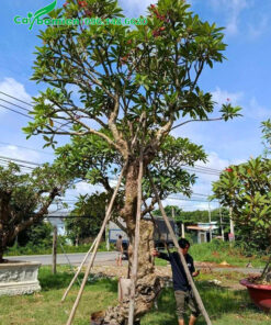 Đại đỏ cổ thụ chiều cao khoảng 6 - 7m