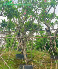 Vườn dưỡng ủ số lượng lớn cây hoa đại đỏ của Cây Ba Miền