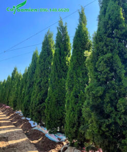 Trồng dâm ủ cây Tùng Tháp cao hơn 3m