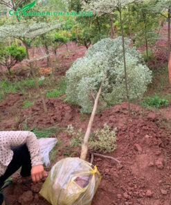 Bọc bầu cẩn thận cho cây bàng mới bứng