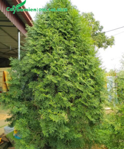 Cây Bách Xanh đẹp chiều cao hơn 2m