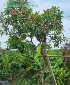 Cây sứ đại đỏ màu đỏ cam độc đáo