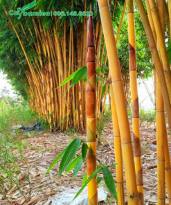 Vườn cây hoàng trúc đang lên măng non