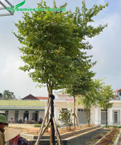 Cây Ban Tây Bắc trồng khuôn viên nhà văn hóa