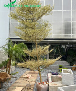 Cây cao 4m, 5 tầng tán đẹp