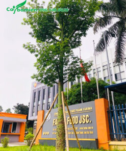 Cây mà nhà vườn mới thi công cho một nhà máy ở Bắc Ninh