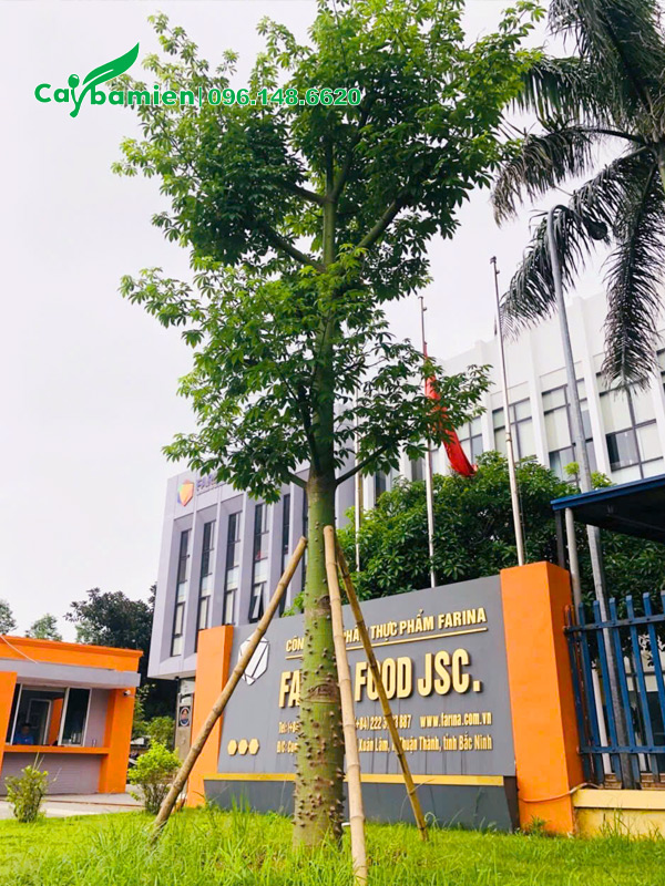 Cây mà nhà vườn mới thi công cho một nhà máy ở Bắc Ninh