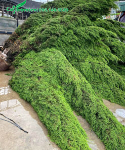 Tập kết cây tại công trình, chiều cao khoảng 4m