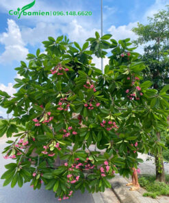 Cây sứ đại hồng sẵn hoa