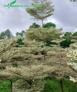 Bàng cẩm thạch cao 4 - 5m