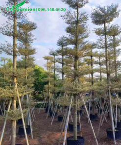 Vườn bàng cẩm thạch thân cột