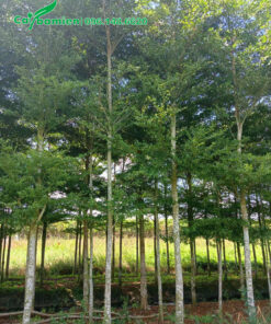 Vườn dưỡng ủ cây bàng đài loan cao 5-6m