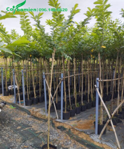 Cây hoa bằng lăng thái thoát thân hơn 1m