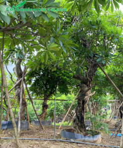 Cây hoa đại cổ thụ đường kính gốc 30 - 35cm