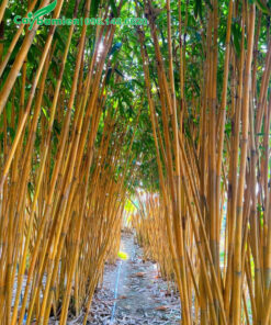 Vườn cây hoàng trúc quy mô lớn, chiều cao khoảng 7m