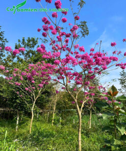 Vườn trồng cây hoa phong linh tím ở Hà Nội của Cây Ba Miền