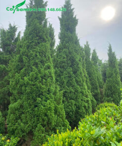 Nhà vườn Tùng Tháp lâu năm chiều cao khoảng 4m