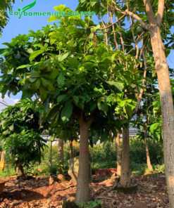 Vườn dưỡng ủ cây hoa lộc vừng trắng