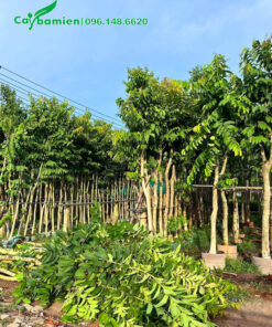 Vườn dâm ủ quy mô lớn, thoát thân cao 2m, dưỡng trong bầu nổi