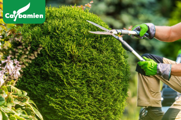 Dịch vụ cắt tỉa và chăm sóc cây định kỳ, chuyên nghiệp, đúng tiến độ