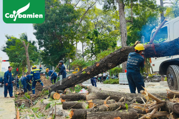 Chặt hạ và di dời cây xanh công trình