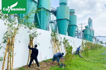 Thi công trồng cây cảnh quan cho nhà máy, công viên, trường học,....