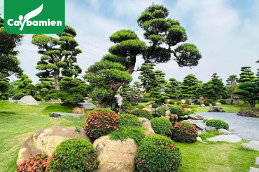 Thiết kế sân vườn chuyên nghiệp, cung cấp cây trọn gói